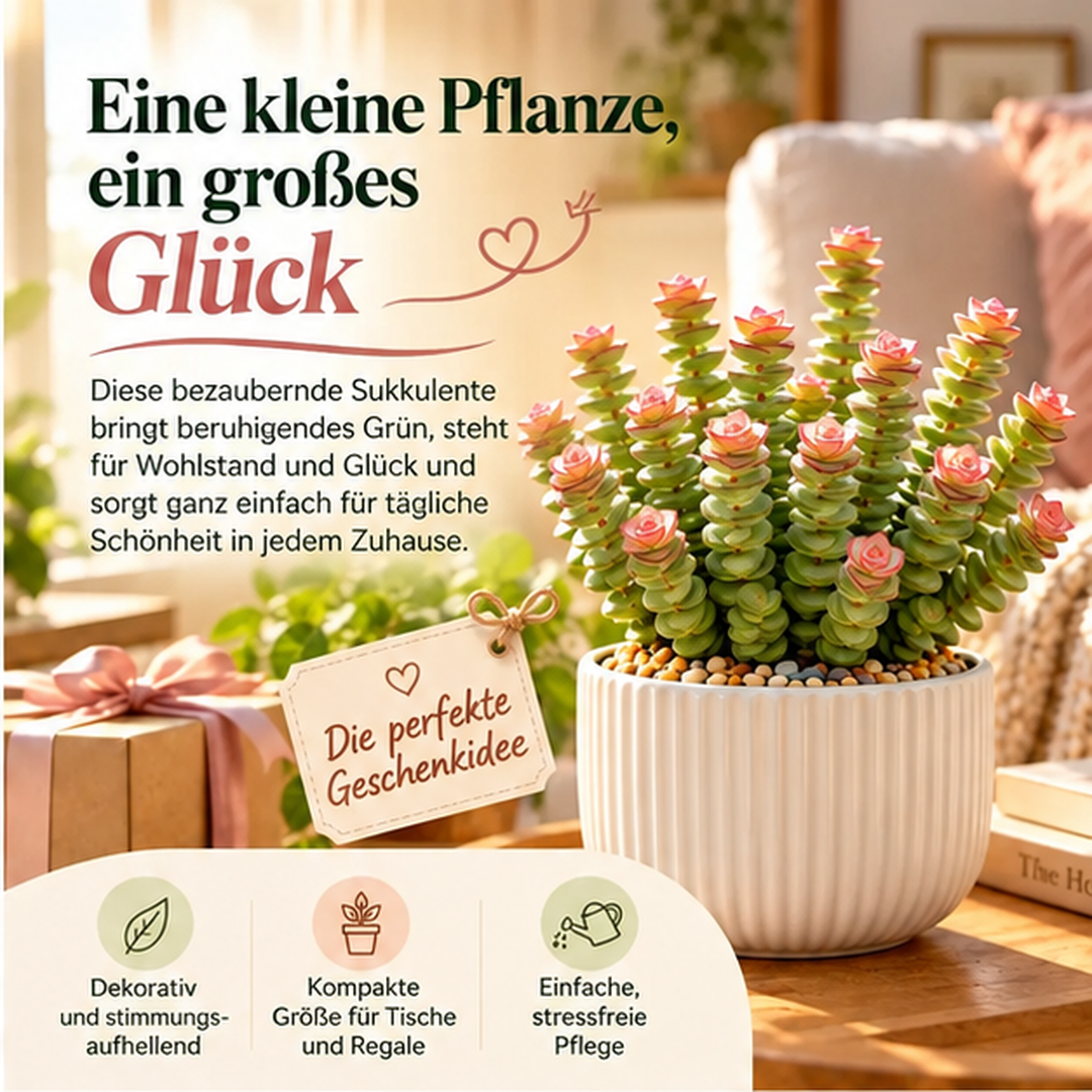 💰 Money Plant Succulent – A Little Green Charm for Luck and Prosperity 🌿