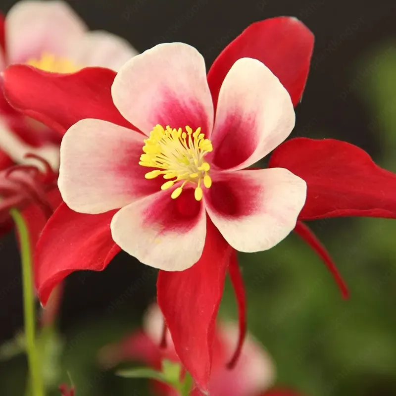 💥53 % Rabatt🌱Akelei-Blumensamen🌺Perfekte Wahl