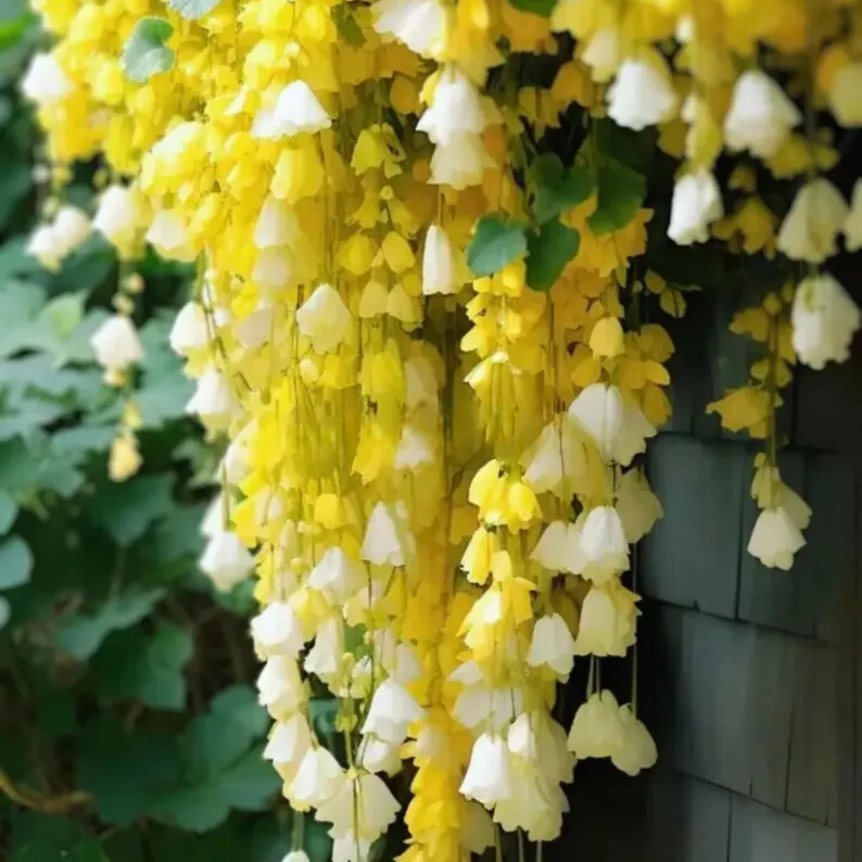 Malus halliana Koehne