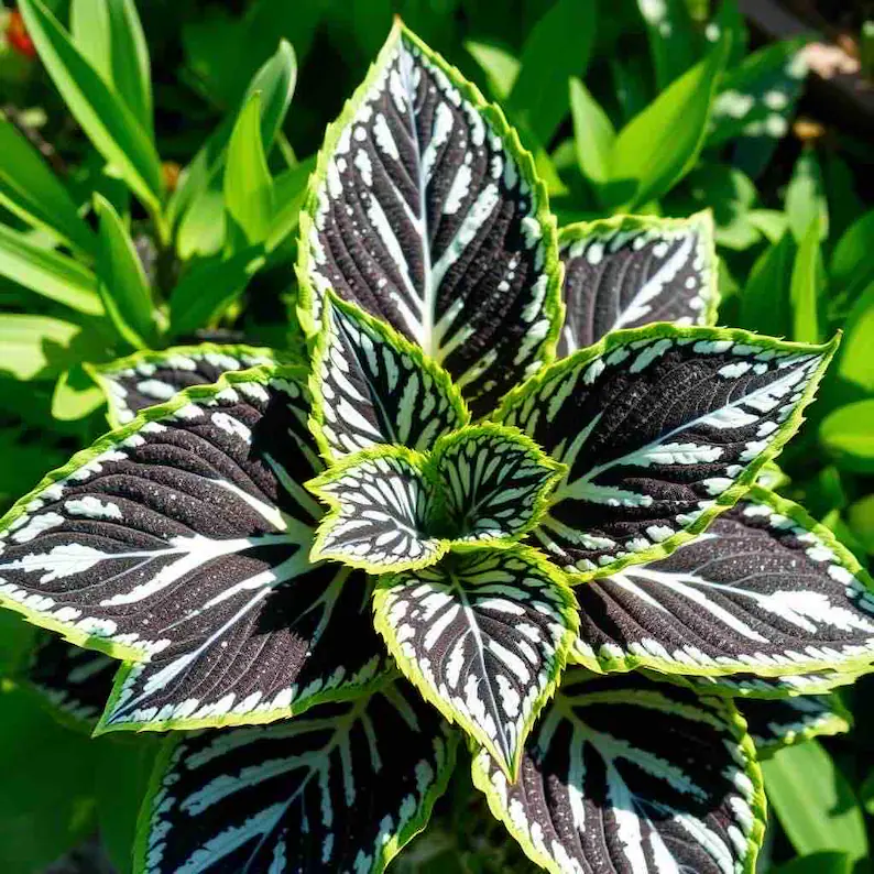 Coleus Samen in seltenen Farben