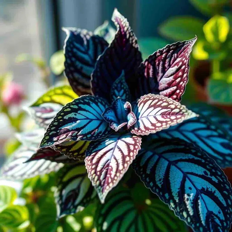 Coleus Samen in seltenen Farben