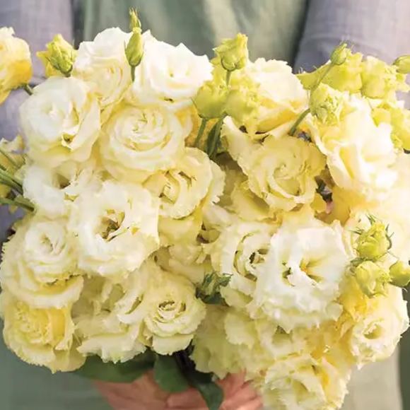 Multi-Color Eustoma Grandiflorum Seeds-chloriseeds