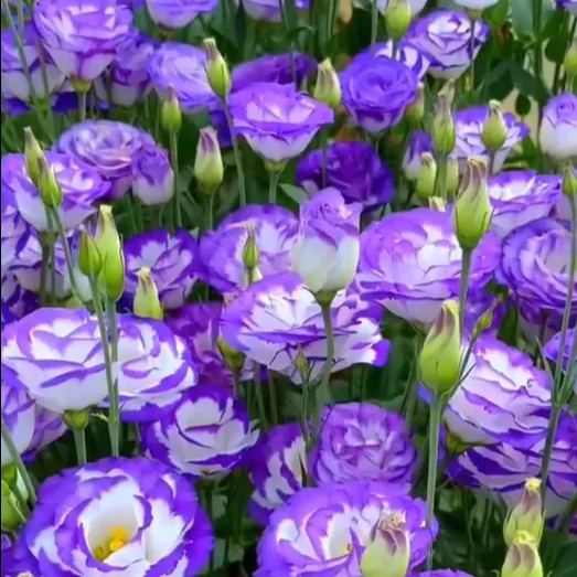 Multi-Color Eustoma Grandiflorum Seeds-chloriseeds