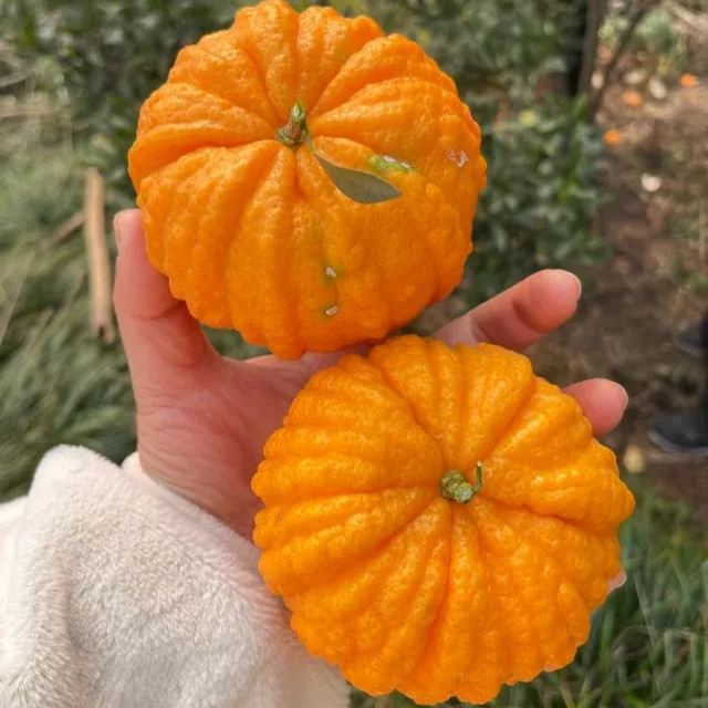 🎃🍊Pumpkin Orange Seeds