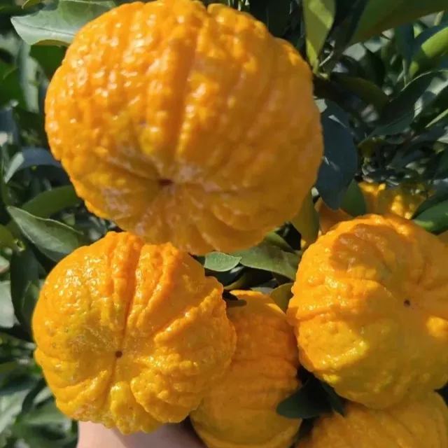 🎃🍊Pumpkin Orange Seeds