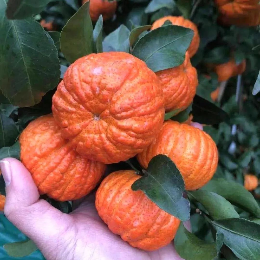 🎃🍊Pumpkin Orange Seeds