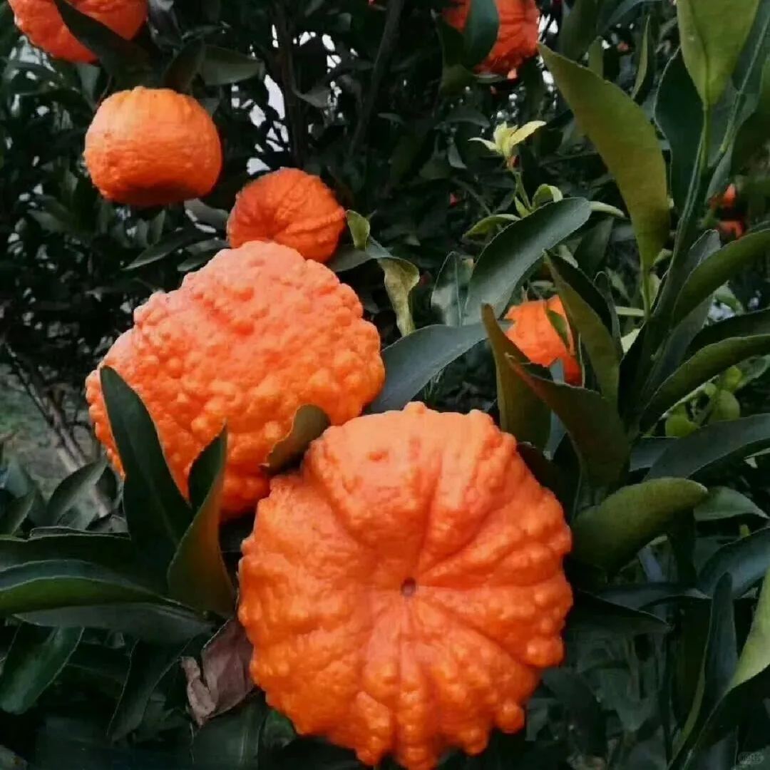 🎃🍊Pumpkin Orange Seeds
