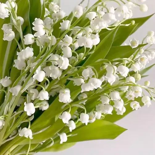 🔥Schnäppchen🌼Maiglöckchensamen🩷Duftende Blumen