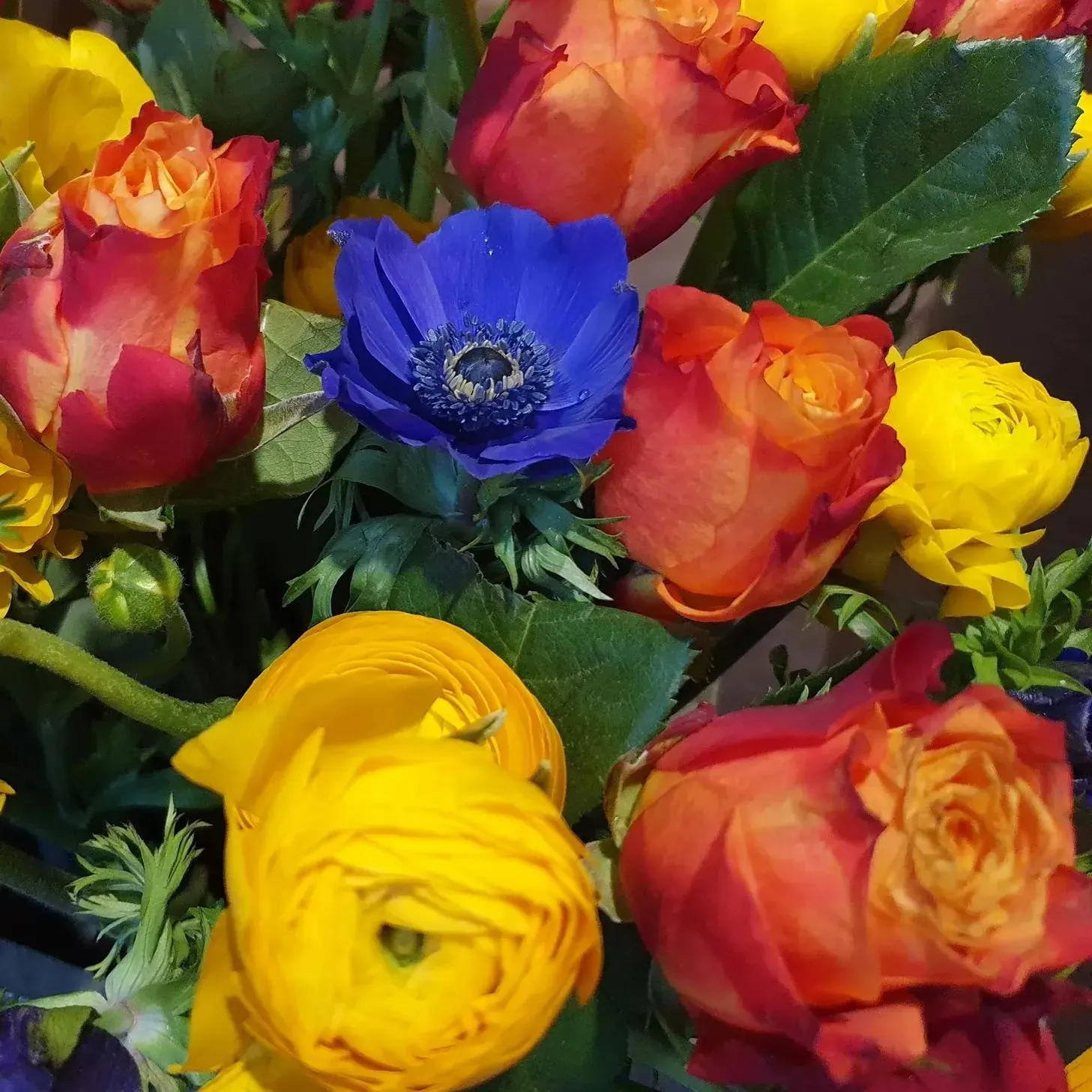 🌈Bunte Miniaturrosen🌹