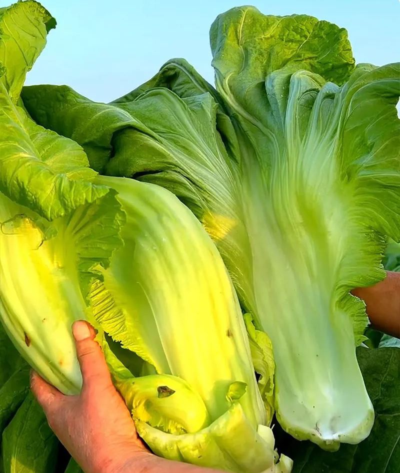 Giant Bok Choy, Big Meat Vegetable, Cabbage Mustard Seeds