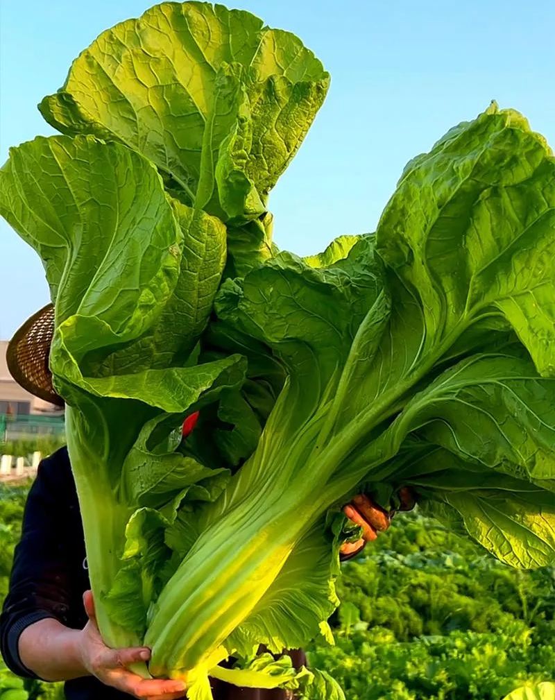 Giant Bok Choy, Big Meat Vegetable, Cabbage Mustard Seeds
