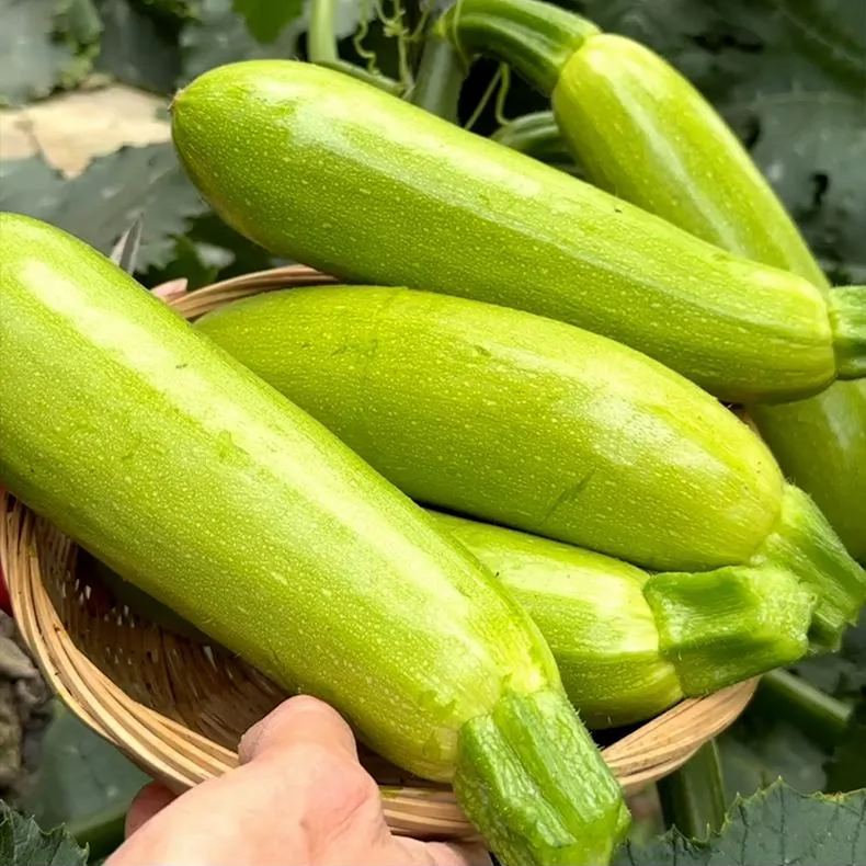 Cream Zucchini Seeds, Pale Green Seeds
