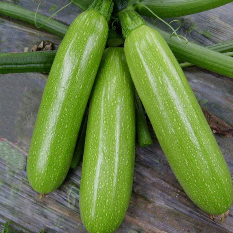 Cream Zucchini Seeds, Pale Green Seeds