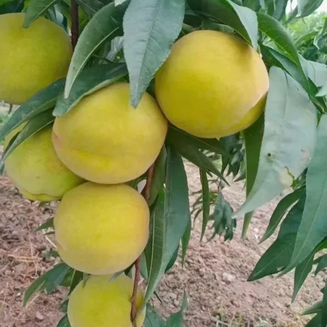 Red Heart Yellow Peach Seeds