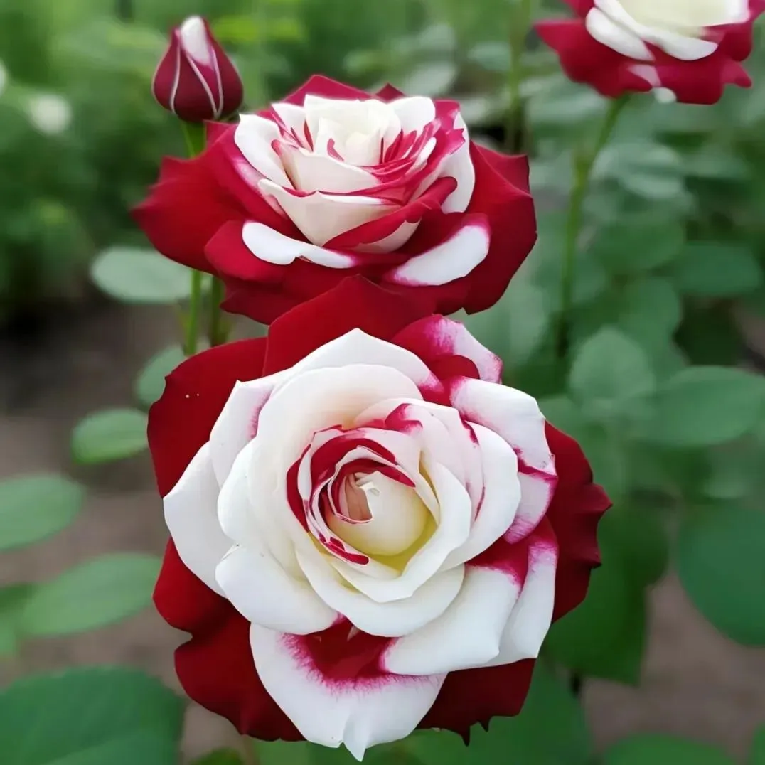 Red Heart Twin Rose Seeds
