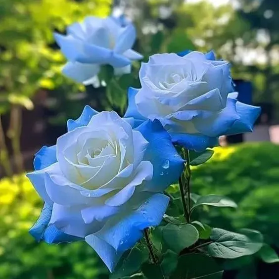 Red Heart Twin Rose Seeds