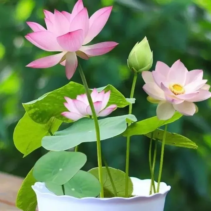 【🌸7 TAGE KEIMUNG🌸】LETZTER TAG SALE - 50% RABATT💐DIE HEILIGE BONSAI-SCHALE LOTUSBLÜTE