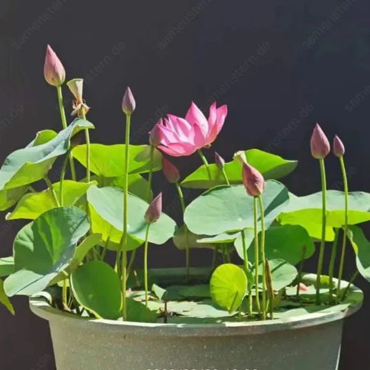 💖Rabatt zum halben Preis✨Bow Lotus🌱Einfach zu züchten