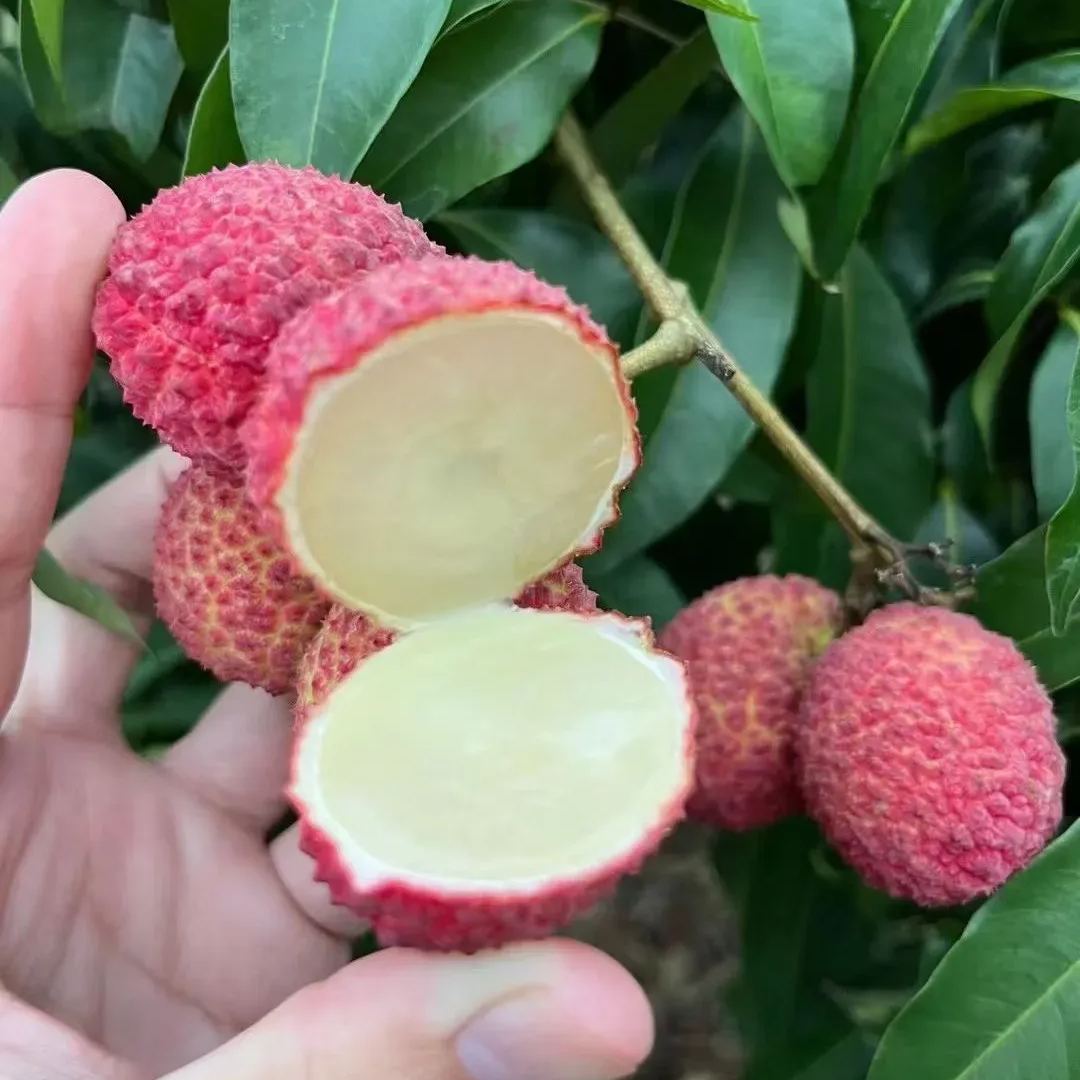 Seedless Lychee Seeds