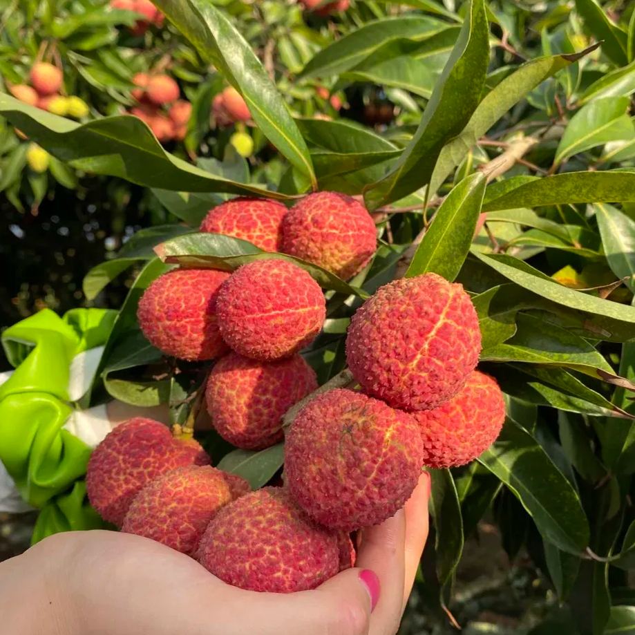 Seedless Lychee Seeds