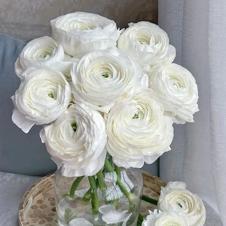 🔥47 % Rabatt auf Ranunkelnzwiebeln in gemischten Farben