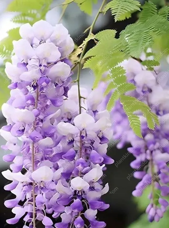 🚨50 % Rabatt🚀Bestseller💜Lila Glyzinien-Rankensamen