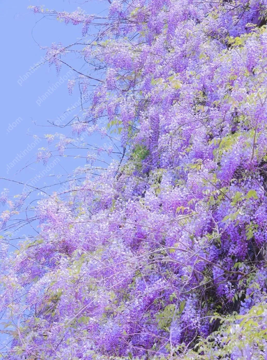 🚨50 % Rabatt🚀Bestseller💜Lila Glyzinien-Rankensamen