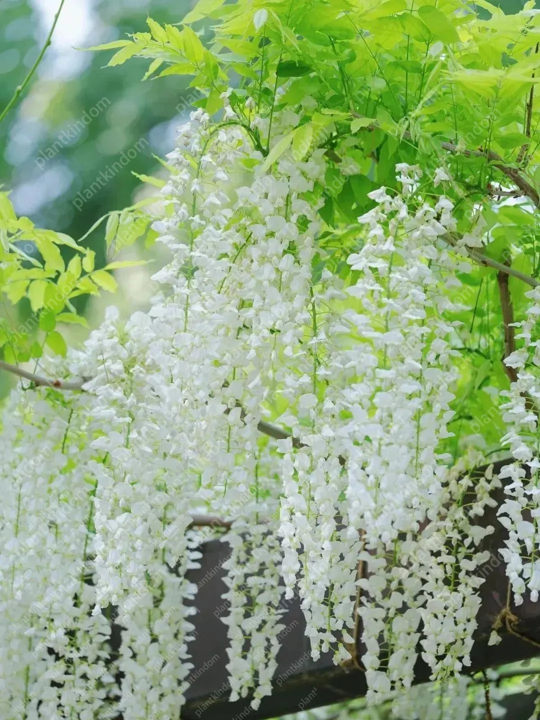 🚨50 % Rabatt🚀Bestseller💜Lila Glyzinien-Rankensamen