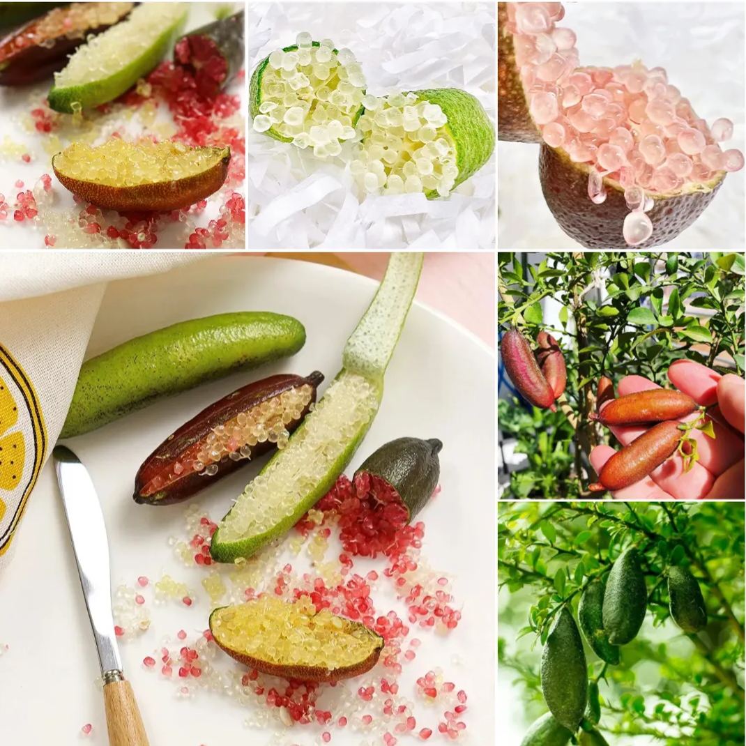 50% off 🍋Lemon Caviar! 🪴Finger Lemon Seeds