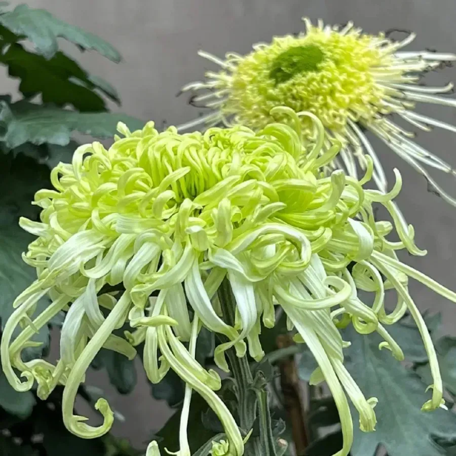 🌸 Große doppelblättrige Chrysanthemen - 50%+ Rabatt auf Premium-Samen 🎉💰