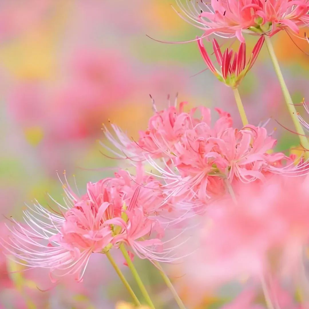 ✨Spider Lily Bulbs✨Perennial Plants🪴Various Colors