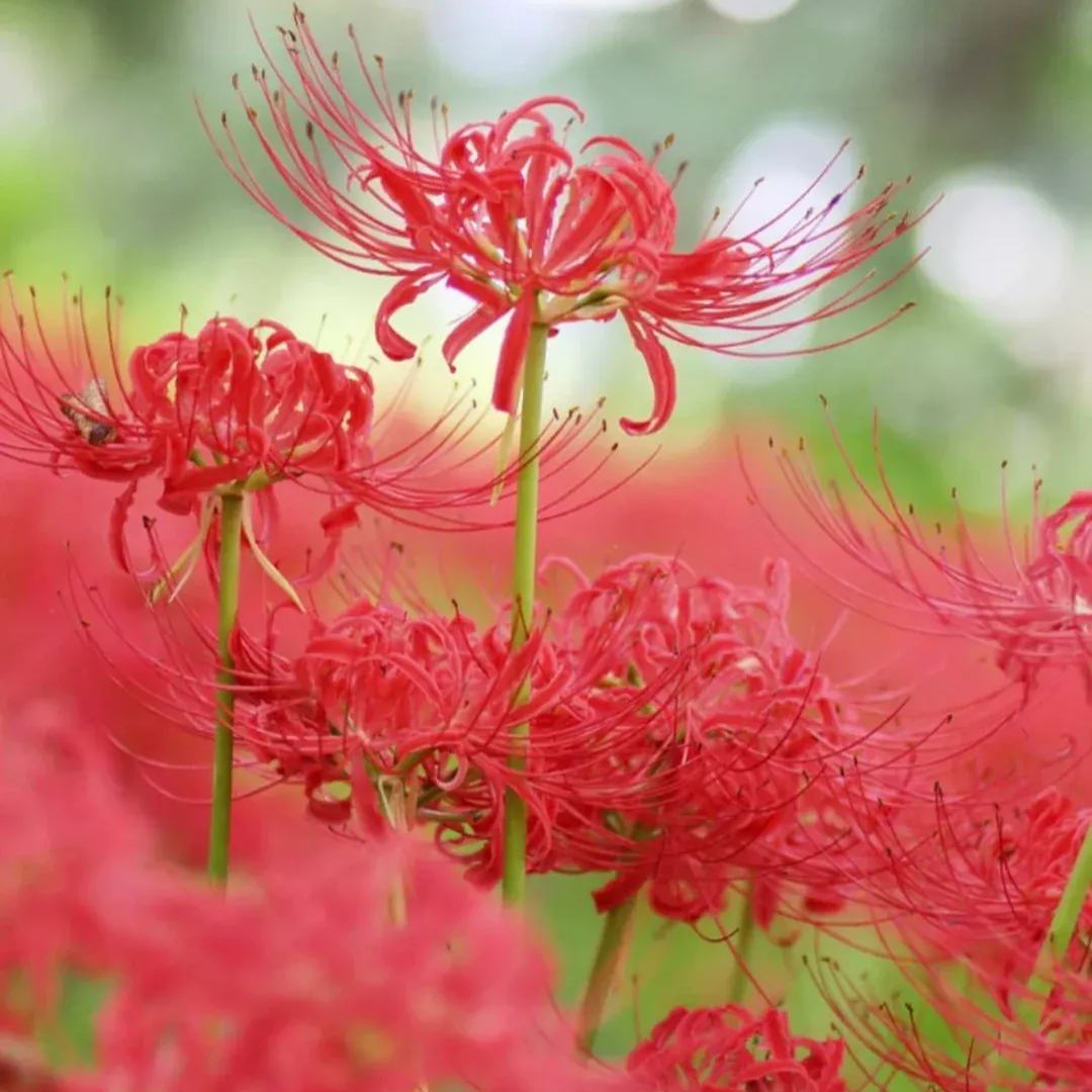 ✨Spider Lily Bulbs✨Perennial Plants🪴Various Colors
