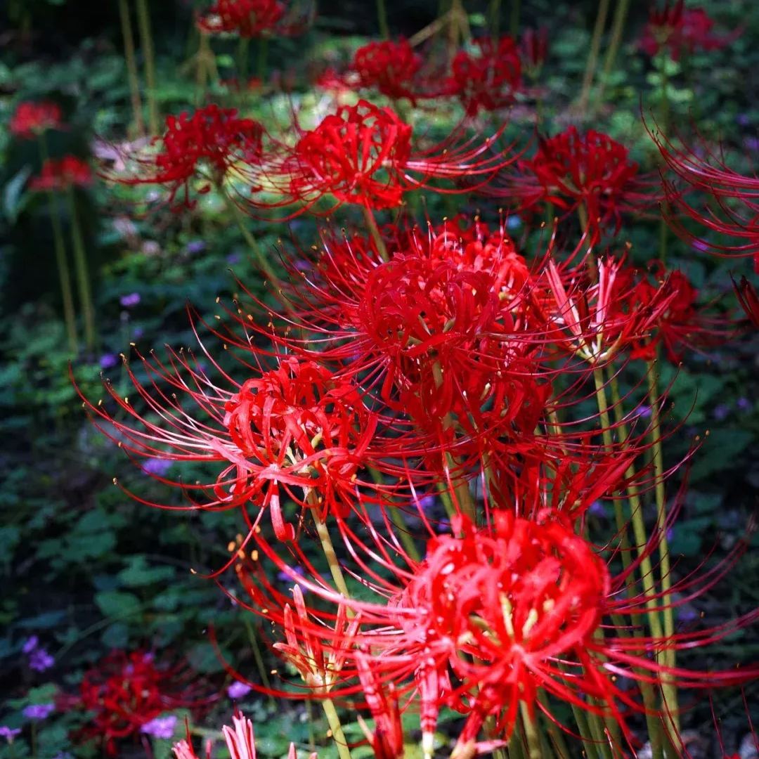 ✨Spider Lily Bulbs✨Perennial Plants🪴Various Colors