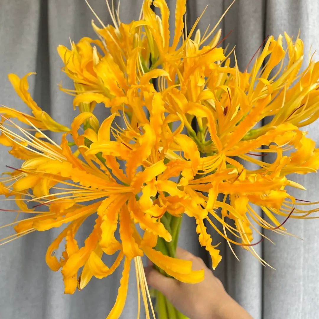 ✨Spider Lily Bulbs✨Perennial Plants🪴Various Colors