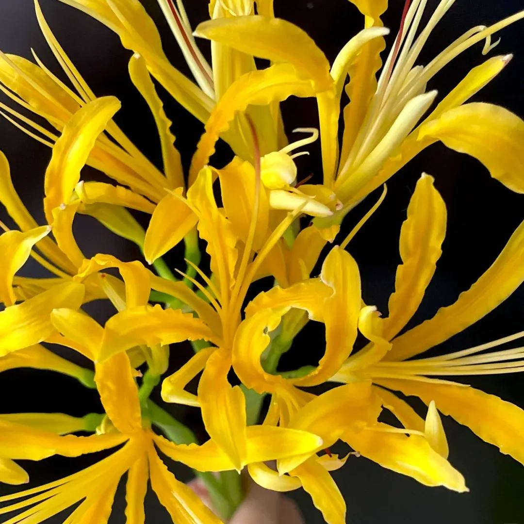 ✨Spider Lily Bulbs✨Perennial Plants🪴Various Colors