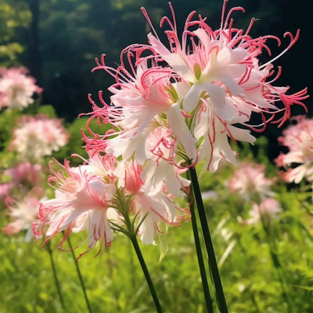 ✨Spider Lily Bulbs✨Perennial Plants🪴Various Colors