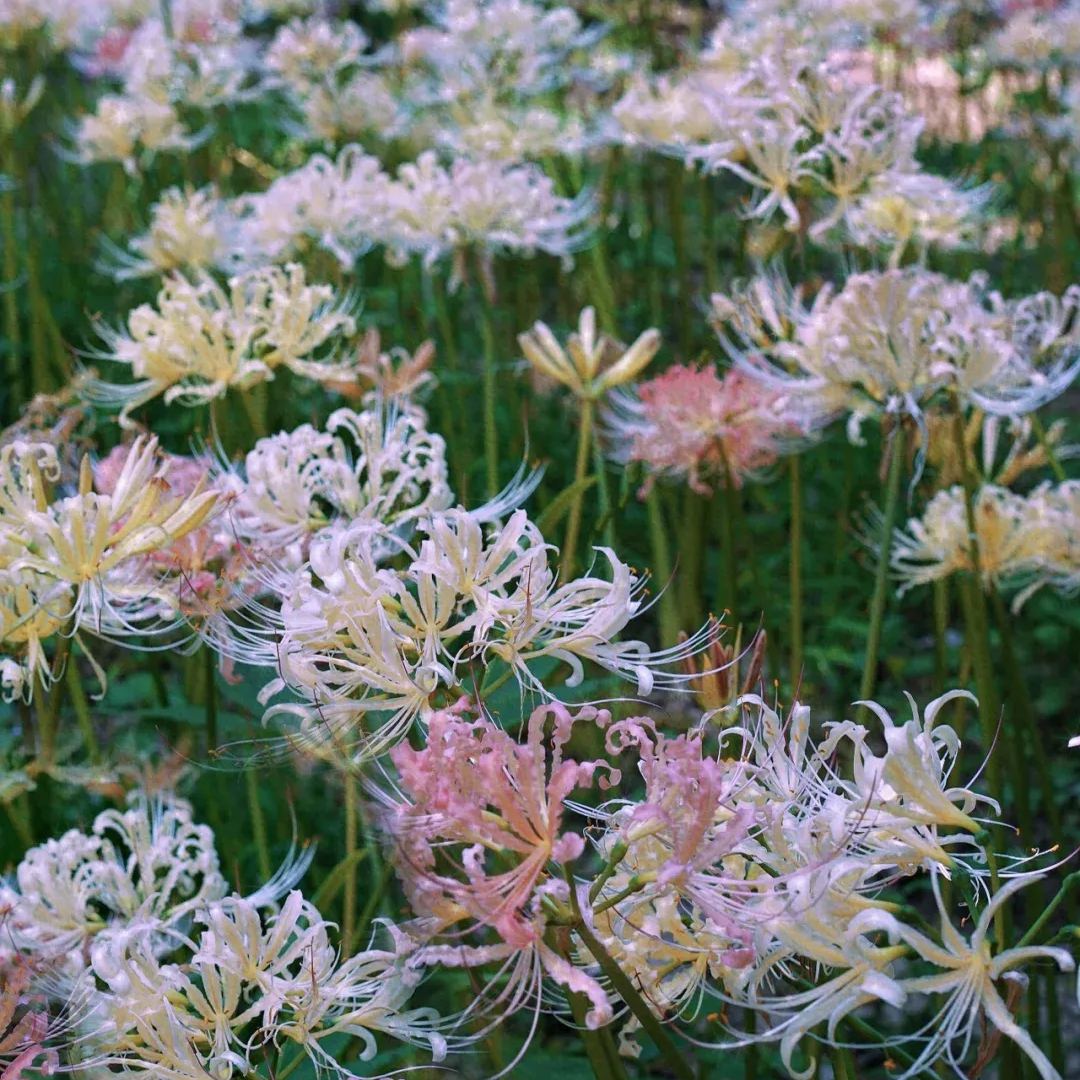✨Spider Lily Bulbs✨Perennial Plants🪴Various Colors