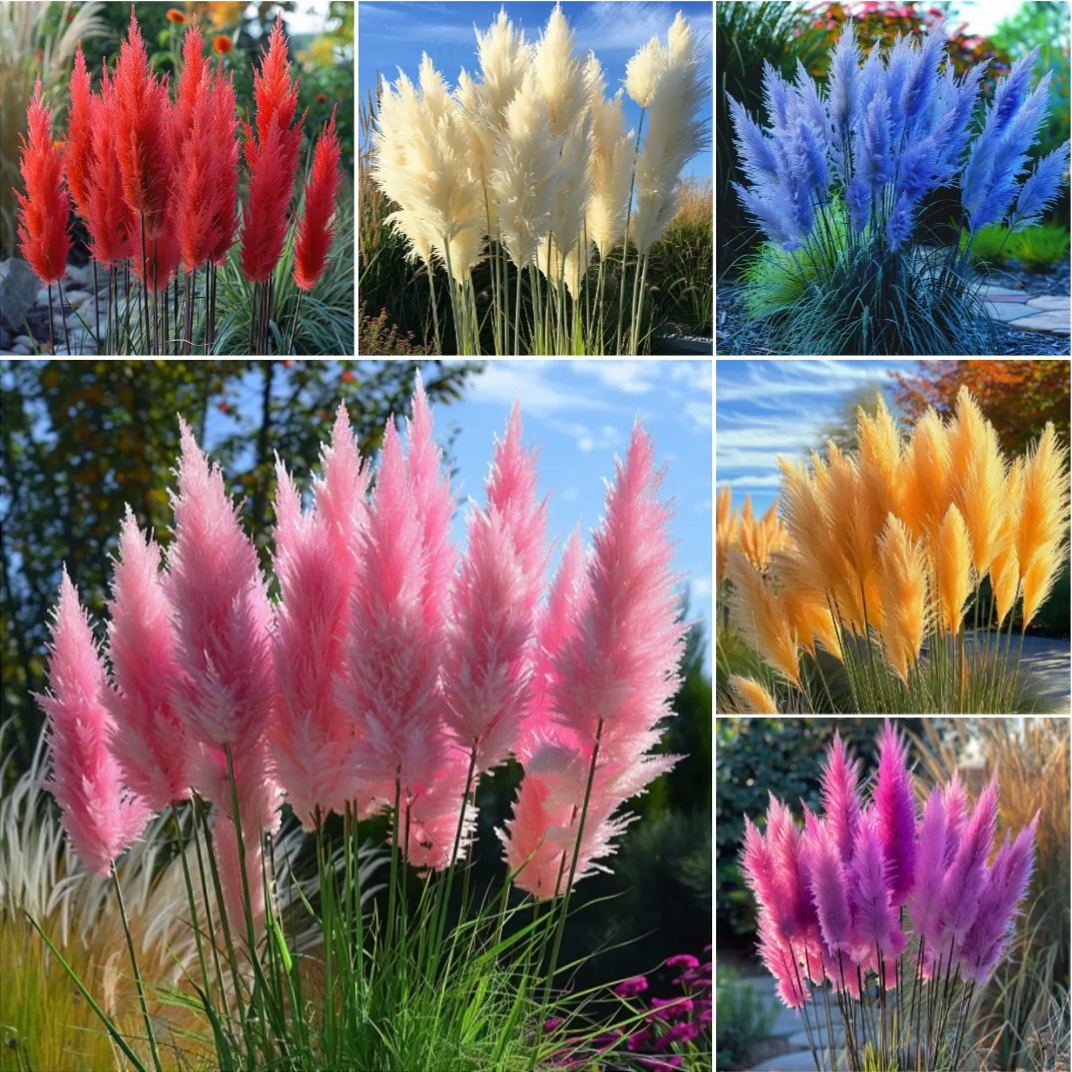 🔥2024 Garden Must-Have🌾 Perennial Pampas Ornamental Grass Seeds🌱