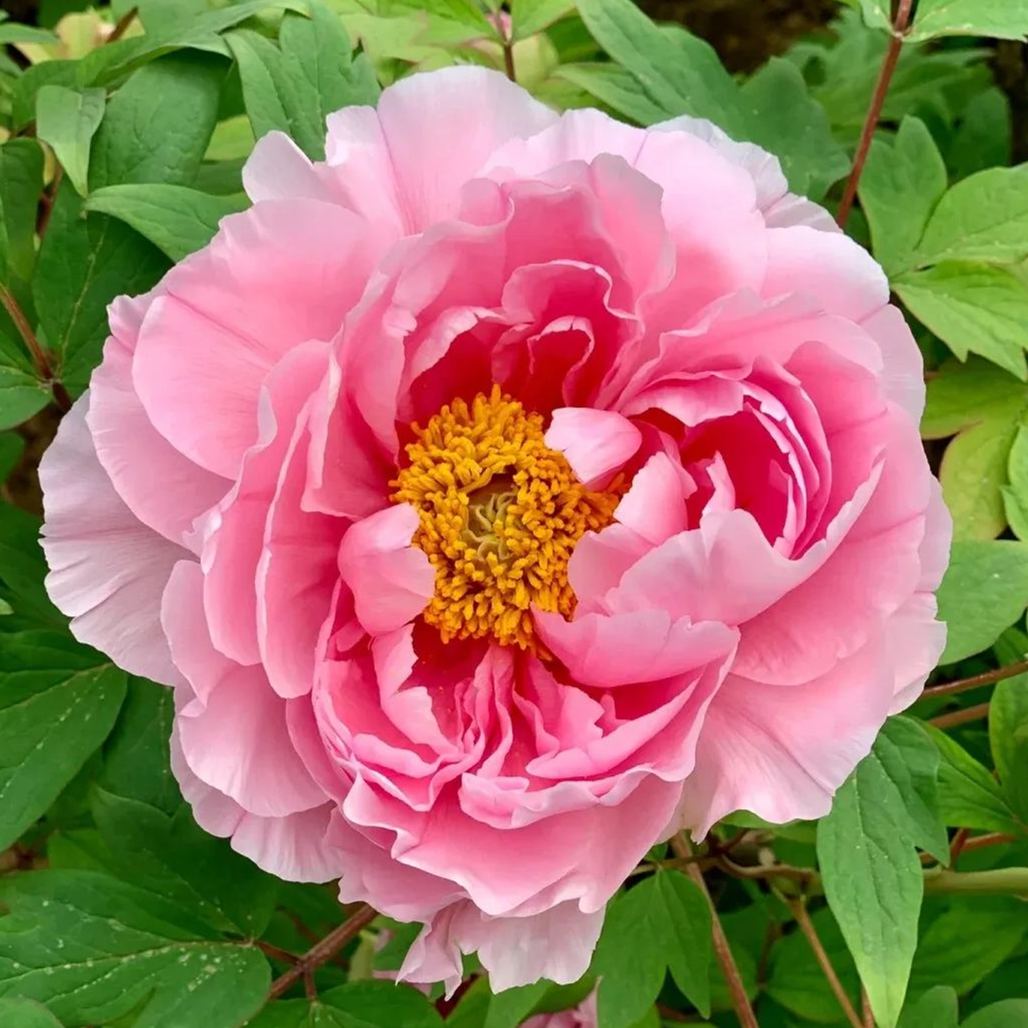 Double Peony Flower Seeds