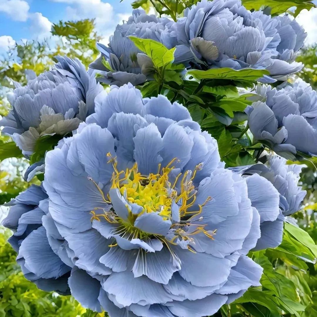 Double Peony Flower Seeds