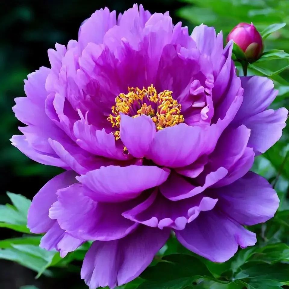 Double Peony Flower Seeds
