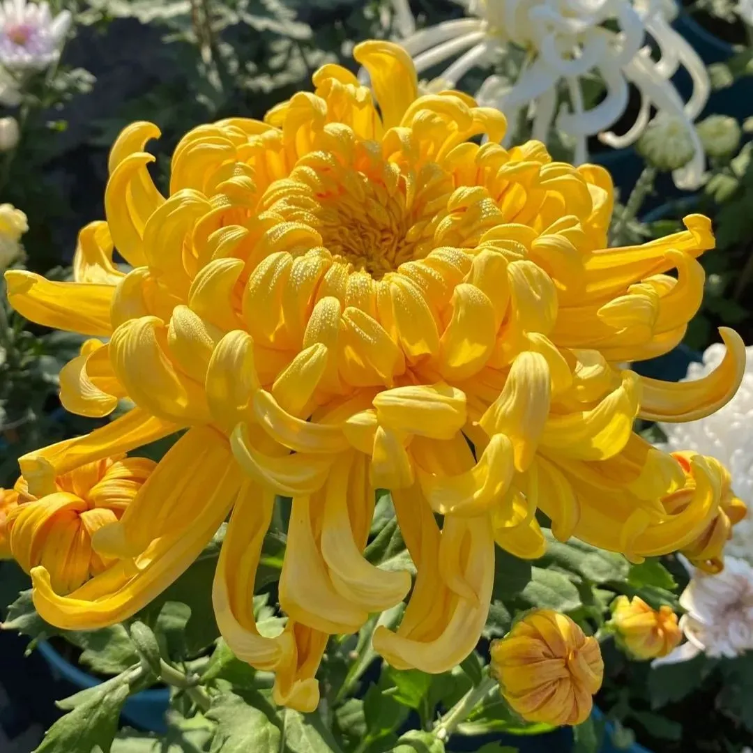 🌸 Große doppelblättrige Chrysanthemen - 50%+ Rabatt auf Premium-Samen 🎉💰