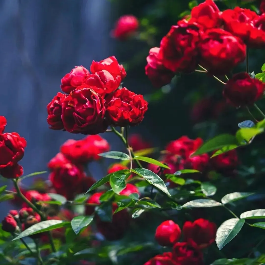 🌸✨ 70 % Rabatt für begrenzte Zeit ✨🌸 Premium Lady Banks‘ Rosensamen 🌹