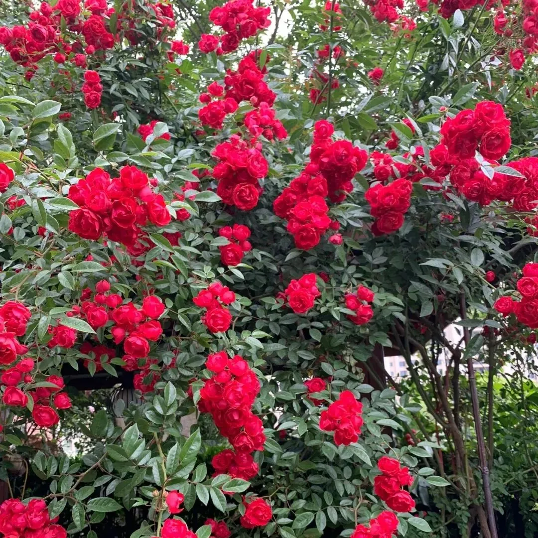 🌸✨ 70 % Rabatt für begrenzte Zeit ✨🌸 Premium Lady Banks‘ Rosensamen 🌹