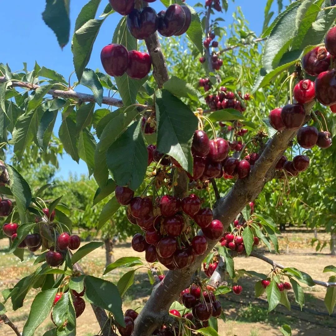 🍒Importierte hochwertige chilenische Kirschkerne – 💖Hell und attraktiv – voller Früchte – 10 Samen pro Packung
