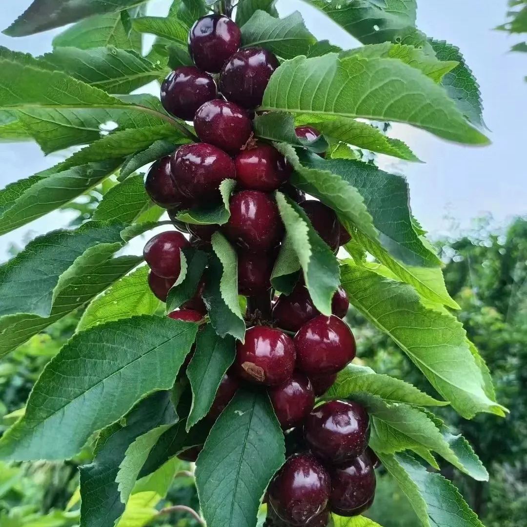 🍒Importierte hochwertige chilenische Kirschkerne – 💖Hell und attraktiv – voller Früchte – 10 Samen pro Packung