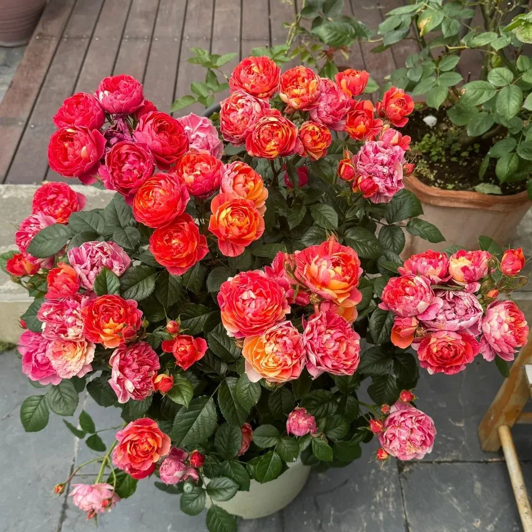 Juice Series Roses Seeds