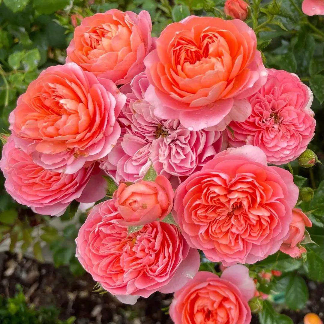 Juice Series Roses Seeds