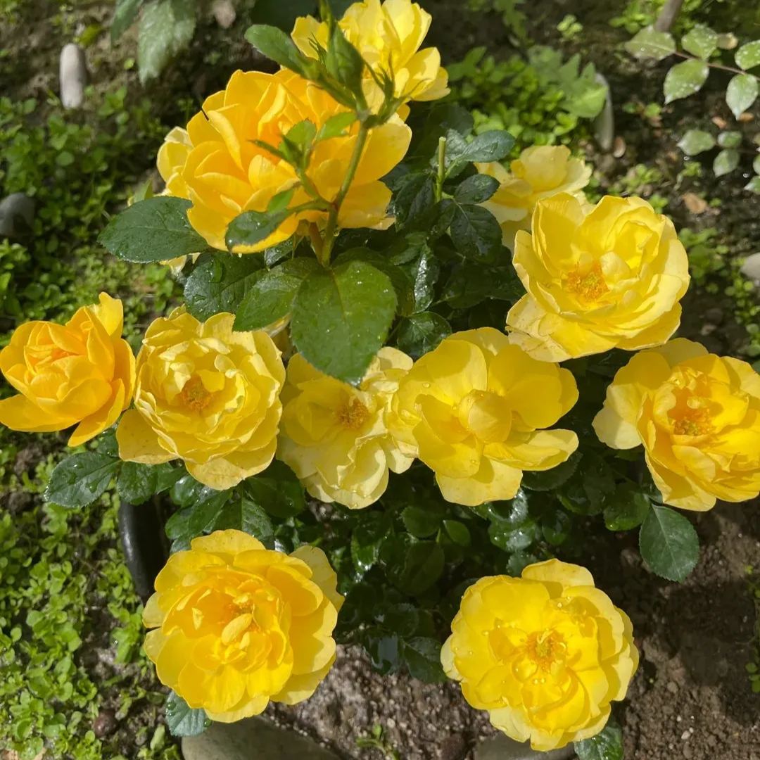 Juice Series Roses Seeds