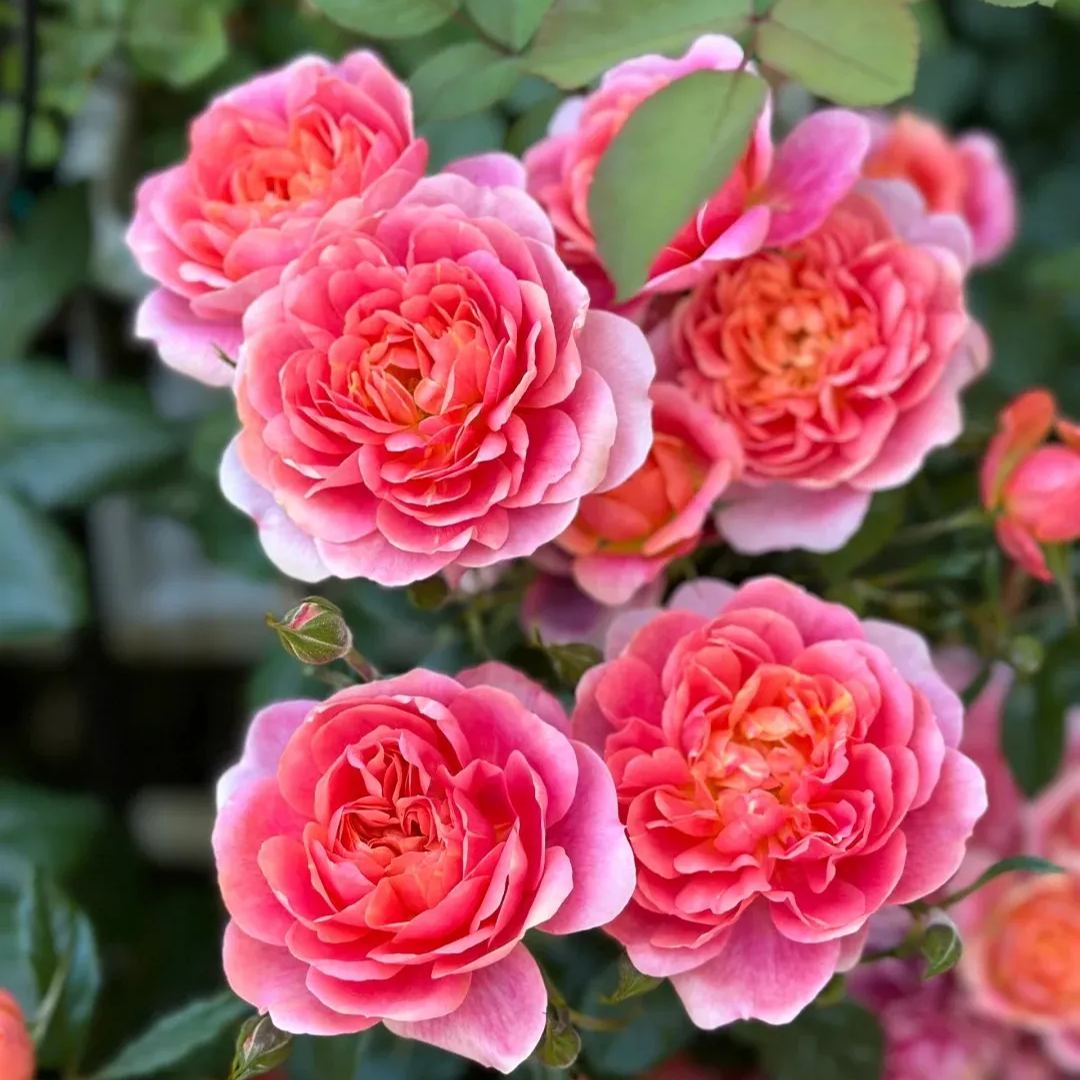 Juice Series Roses Seeds